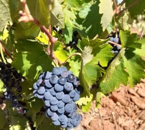 SE VENDE VIÑEDO