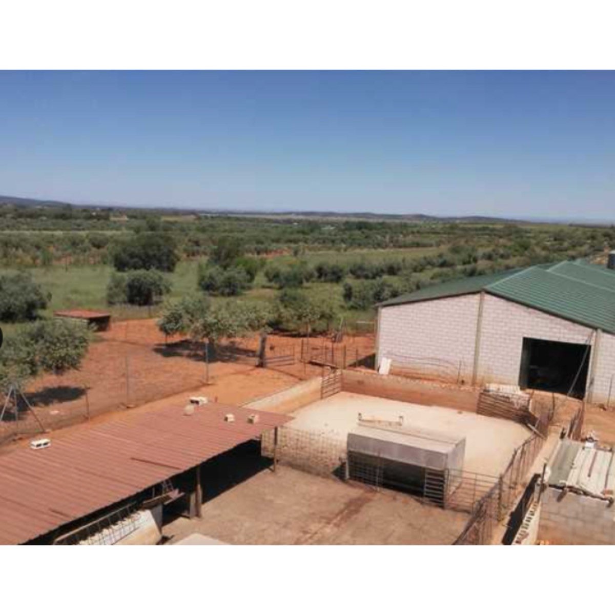 SE VENDE GRANJA DE CERDOS