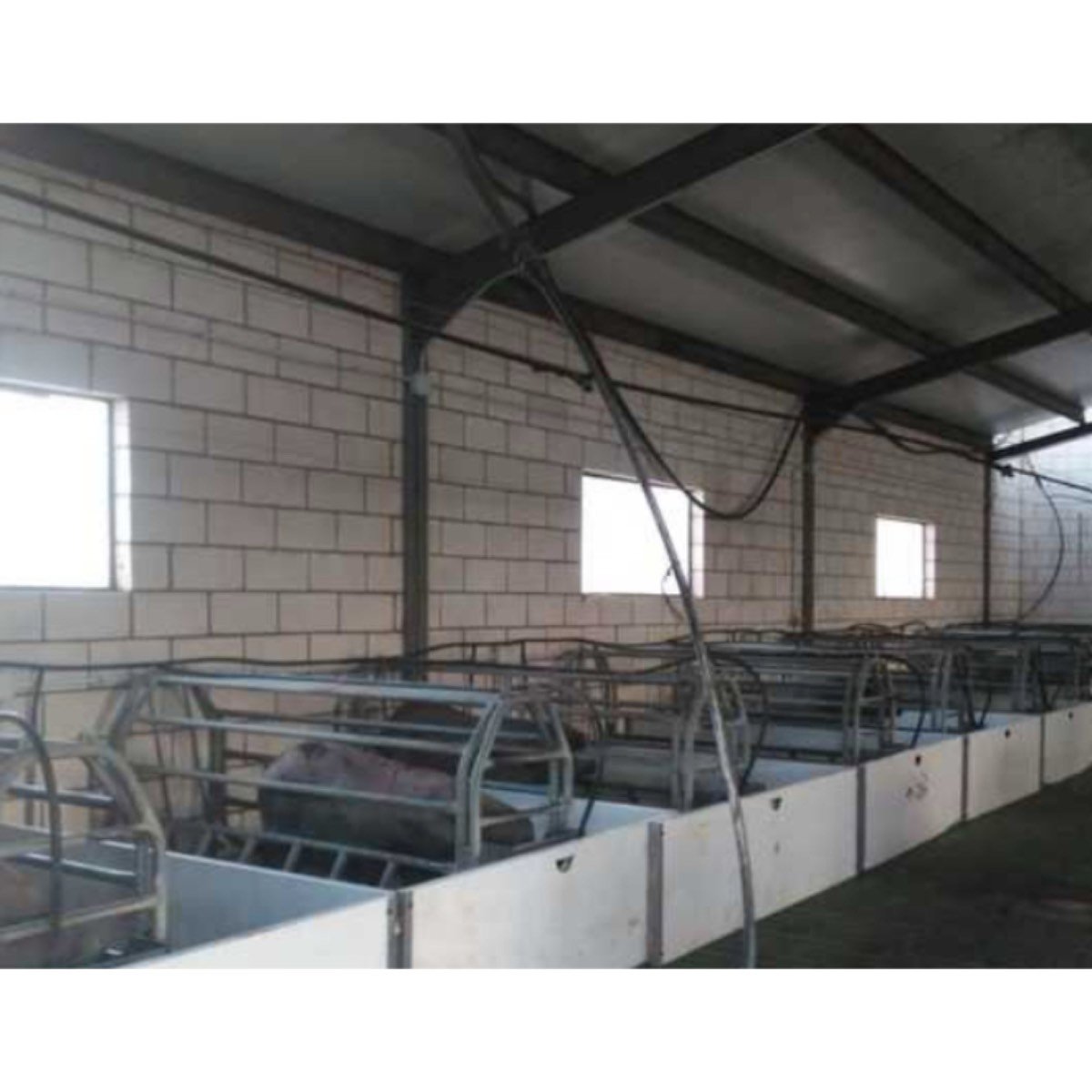 SE VENDE GRANJA DE CERDOS