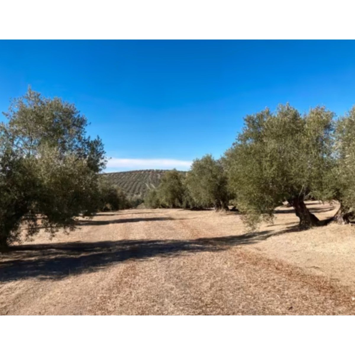 FINCA CAMINO GRANADA A LA VENTA