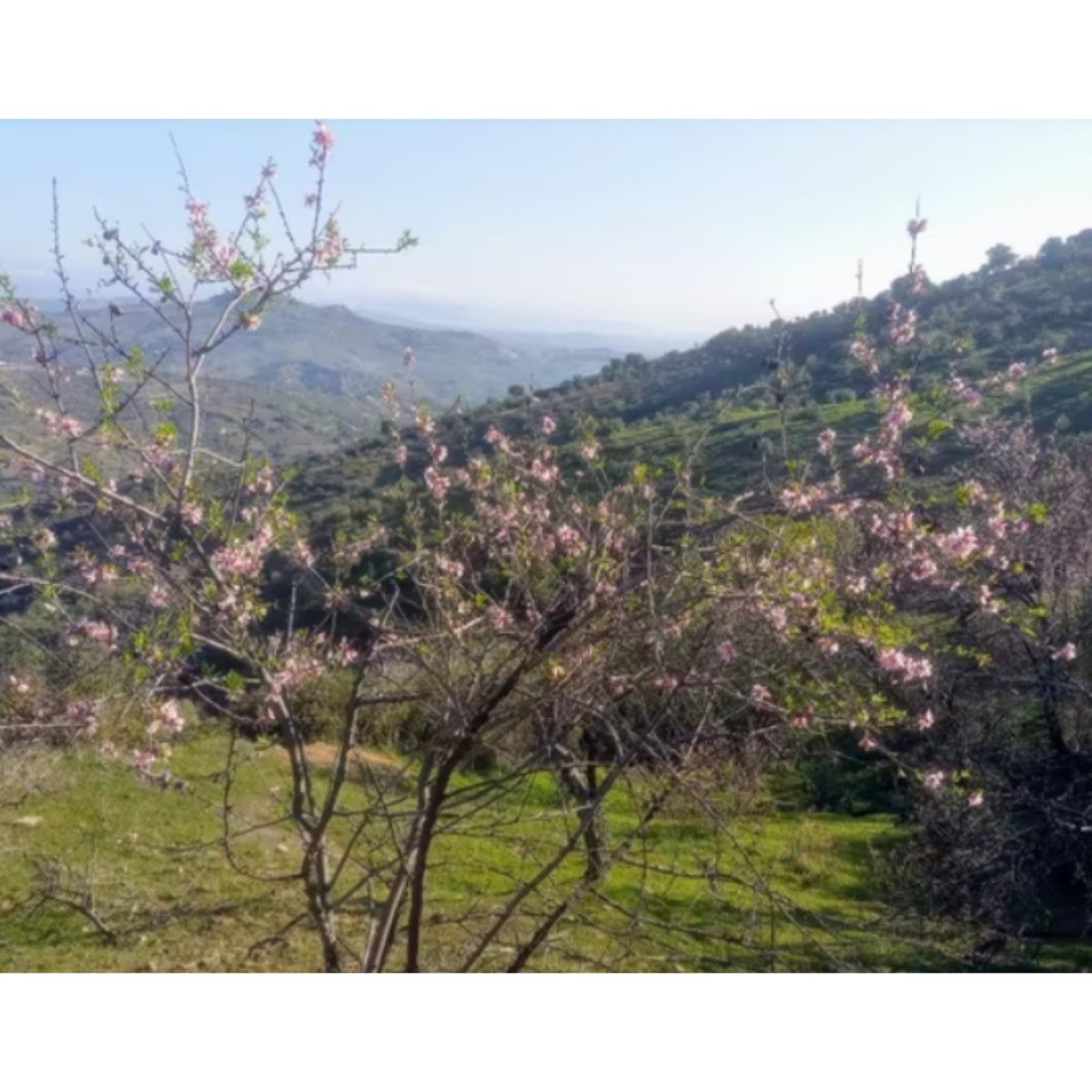 FINCA EN VENTA EN TOLOX, SIERRA DE LAS NIEVES