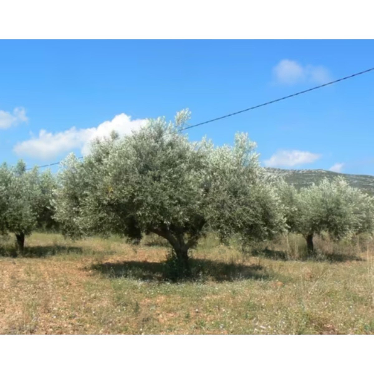 FINCA RUSTICA EN VENTA