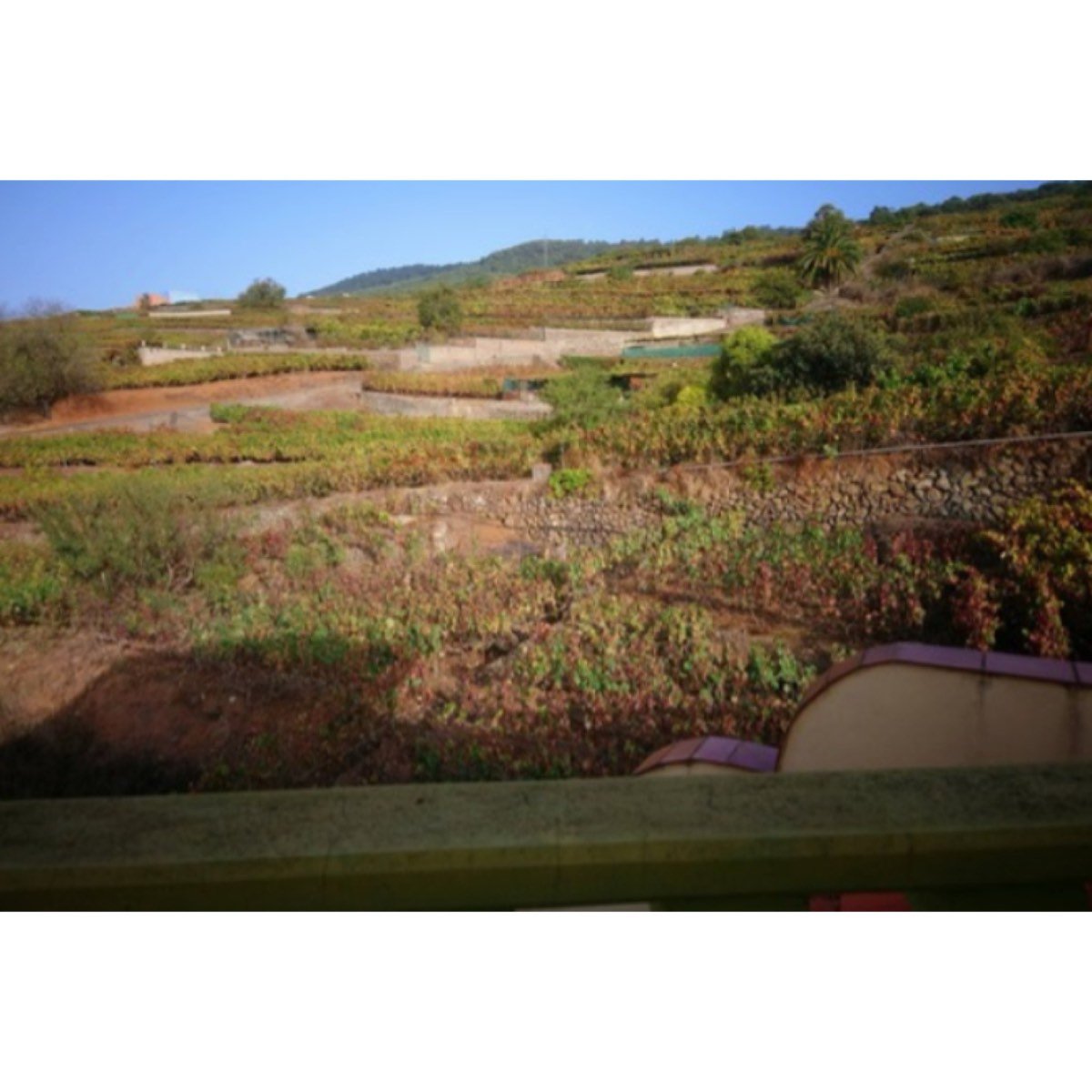 VIVIENDA RURAL EN VENTA EN LA VICTORIA DE ACENTEJO