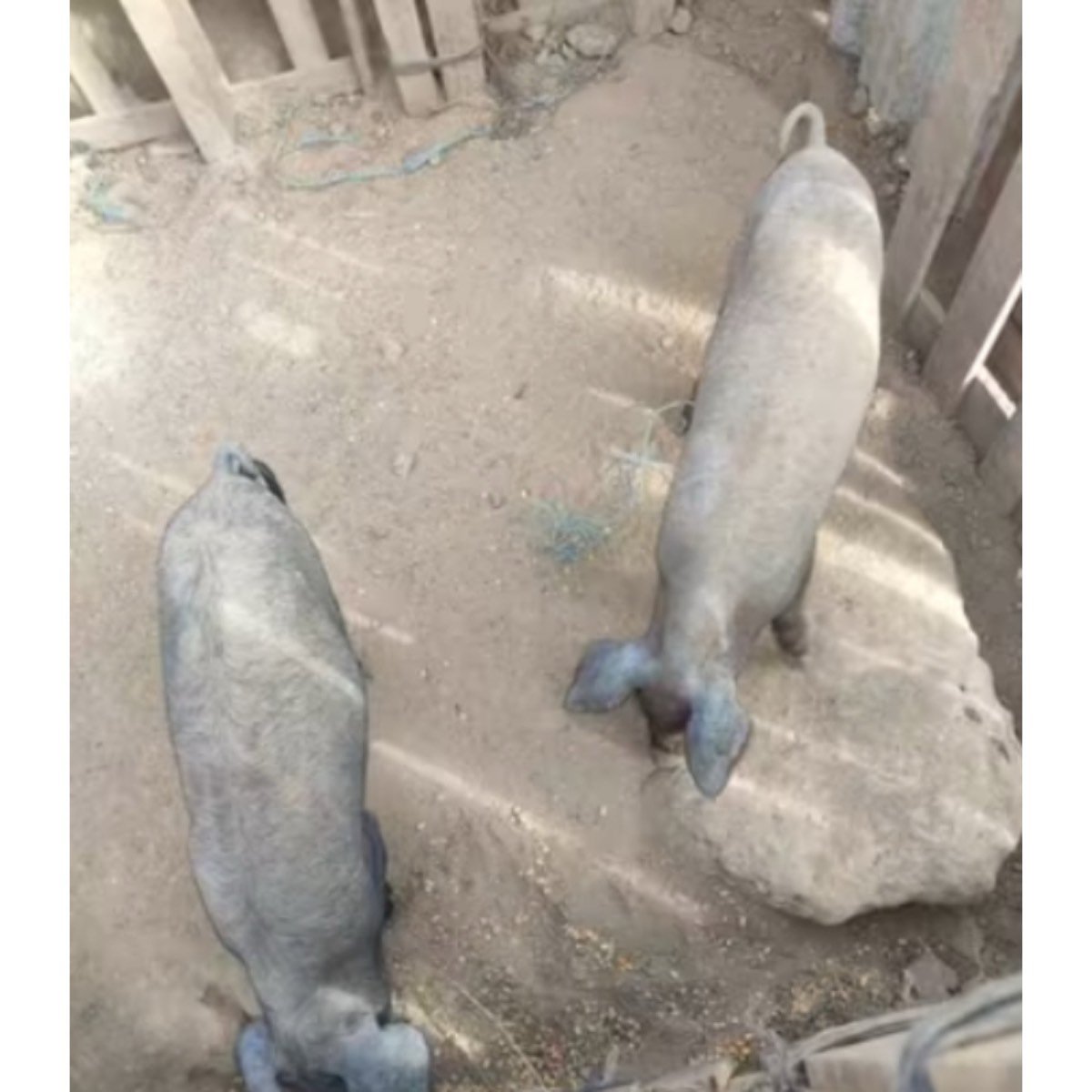 LOTE DE COCHINOS IBERICOS