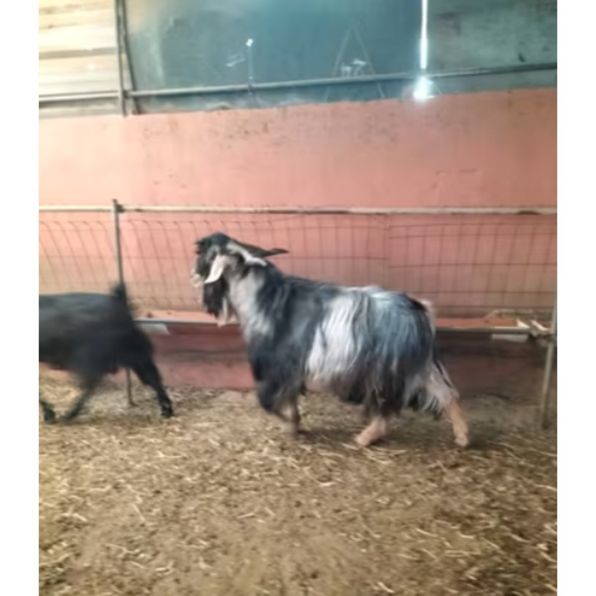 SE VENDE CABRA MACHO