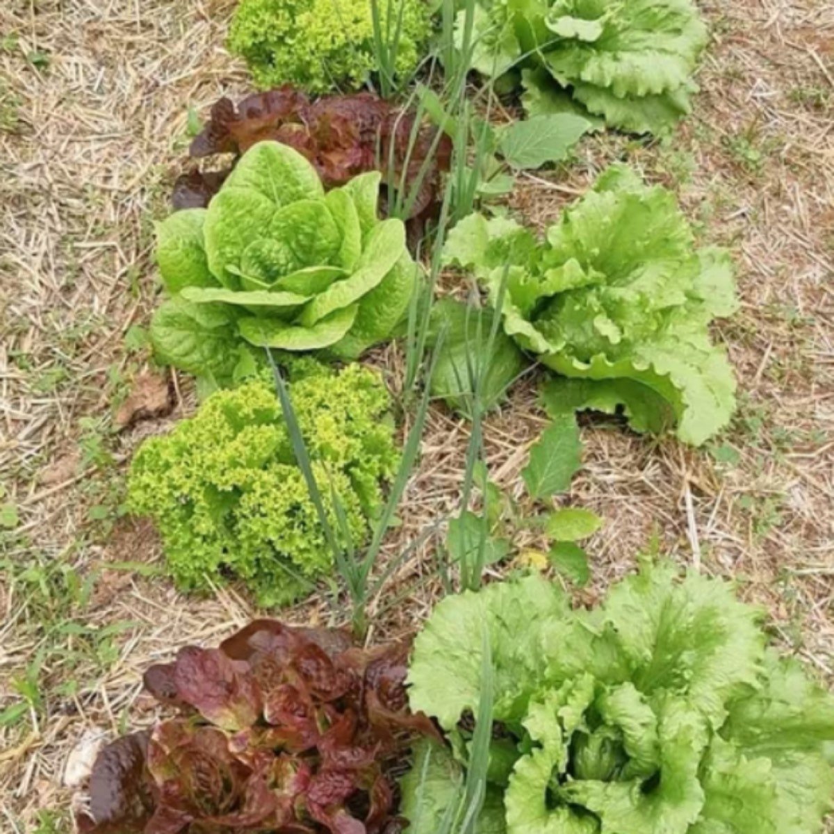 FRUTAS Y VERDURAS EN GRAN CANARIA