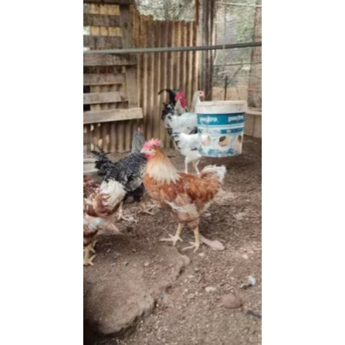 SE VENDEN GALLOS