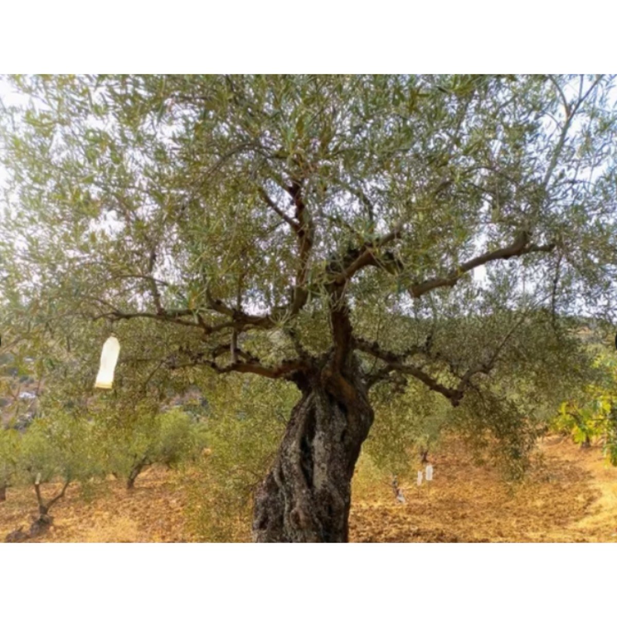 SE VENDE FINCA EN LA SIERRA DE LAS NIEVES