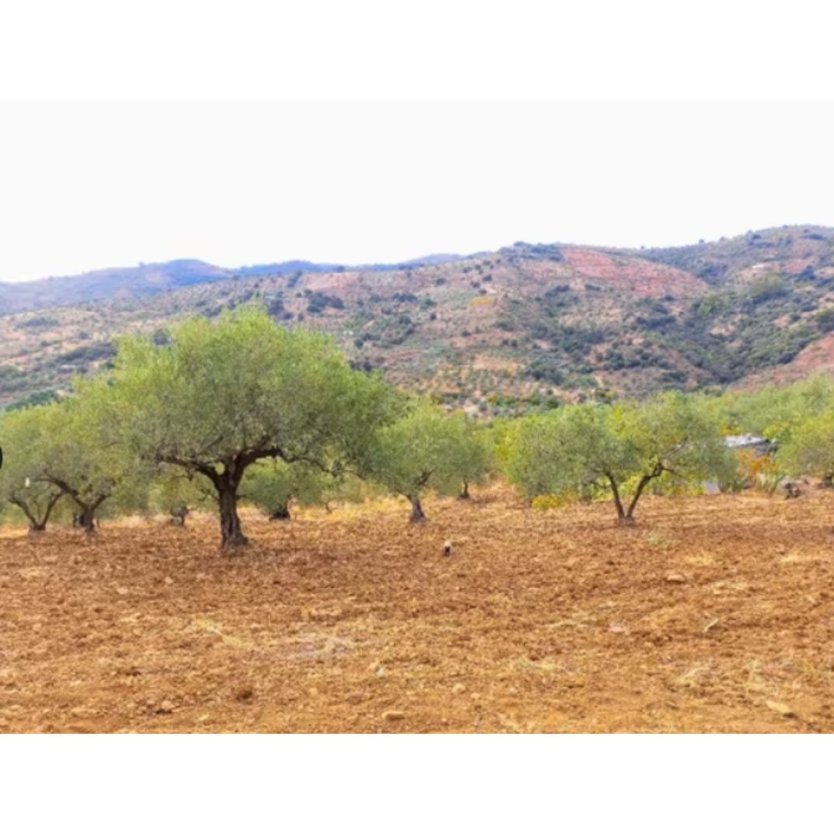 SE VENDE FINCA EN LA SIERRA DE LAS NIEVES