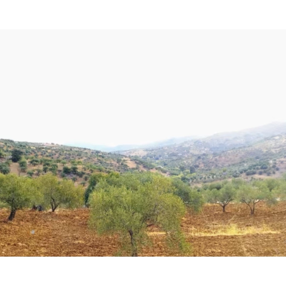 SE VENDE FINCA EN LA SIERRA DE LAS NIEVES
