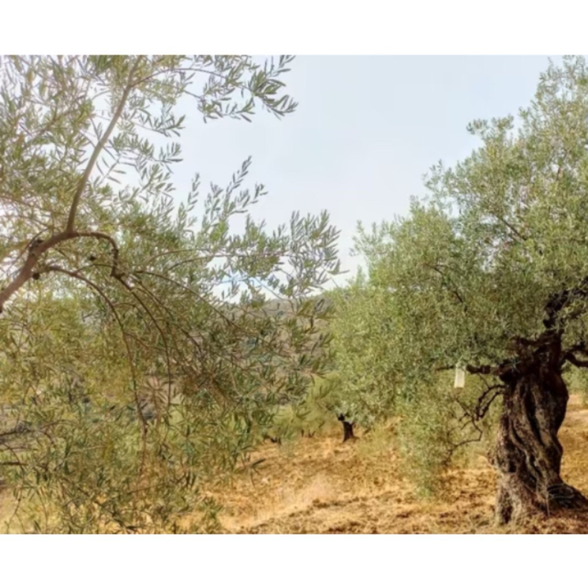 SE VENDE FINCA EN LA SIERRA DE LAS NIEVES