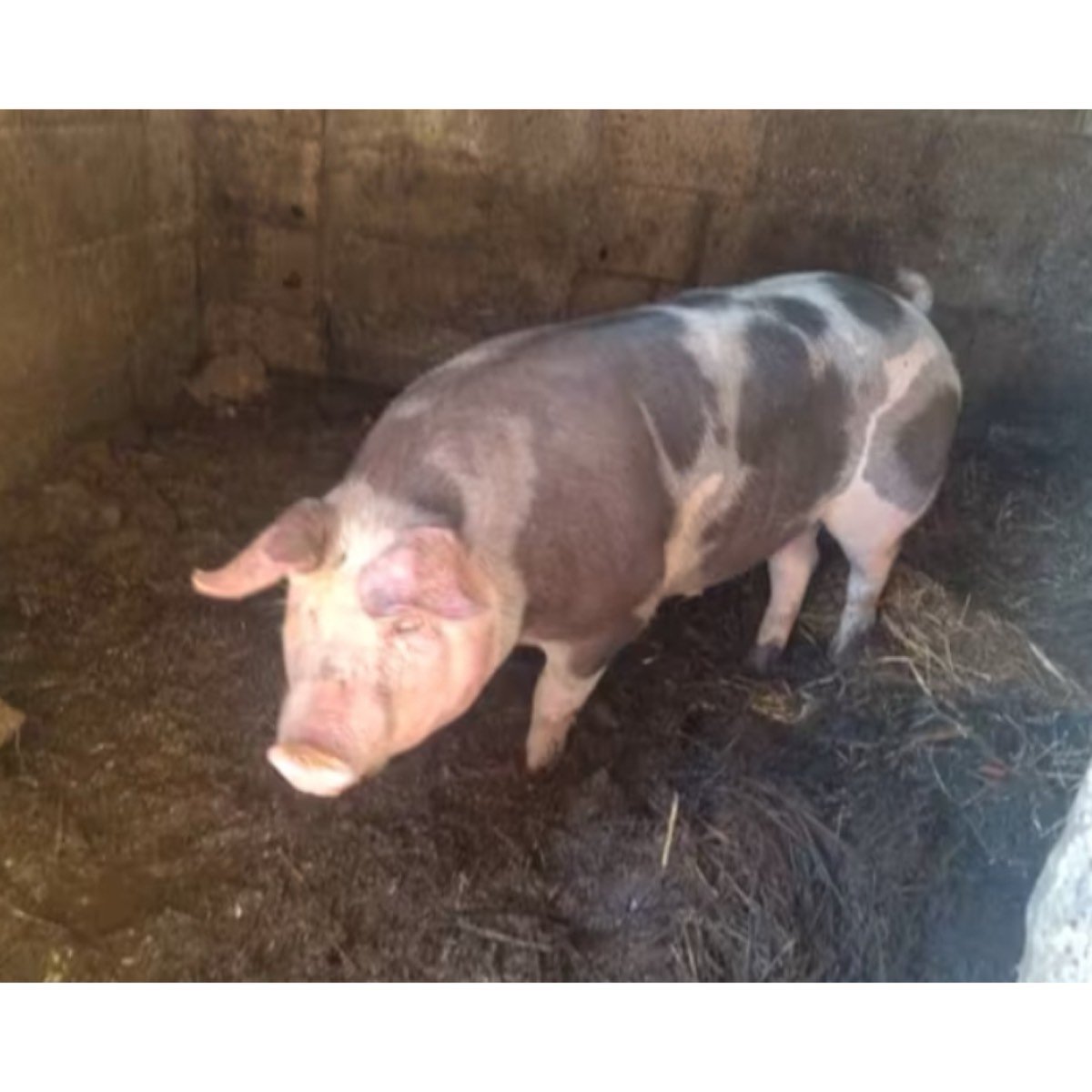 CERDO DE CASA