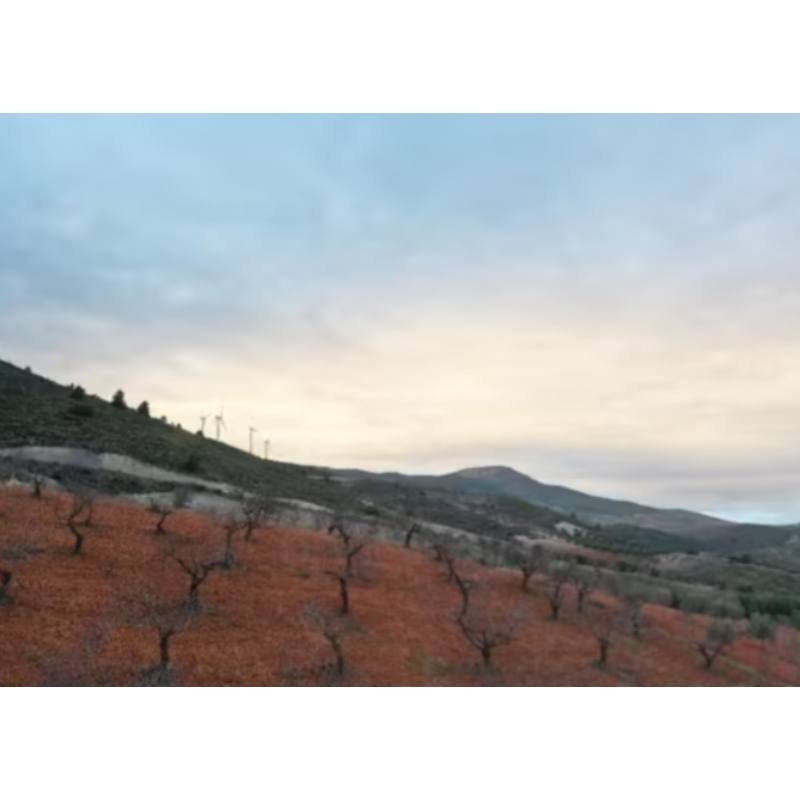 FINCA DE ALMENDROS (SECANO)