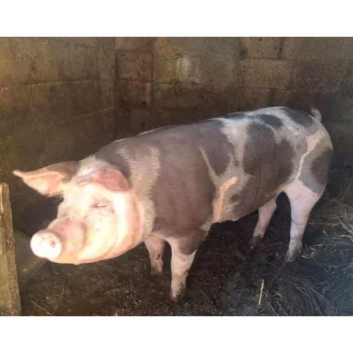 CERDO DE CASA