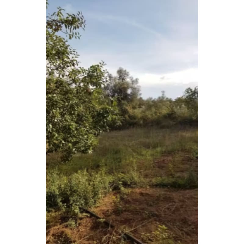 FINCA EN CORTEGANA