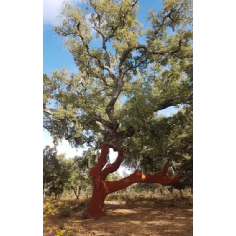 FINCA EN CORTEGANA