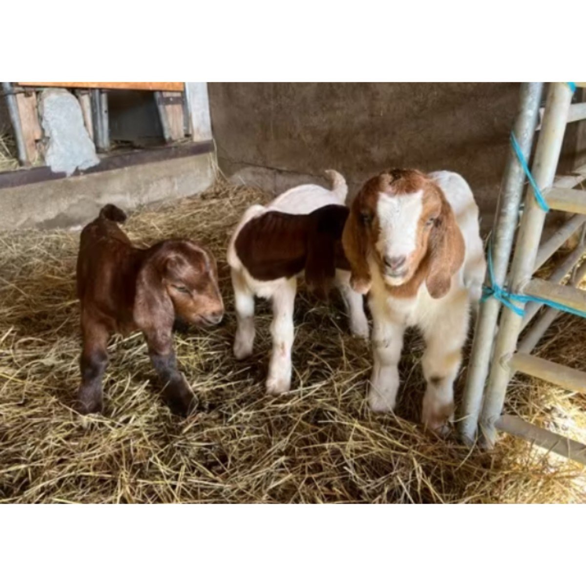 CABRAS BOER Y BOER KALAHARI