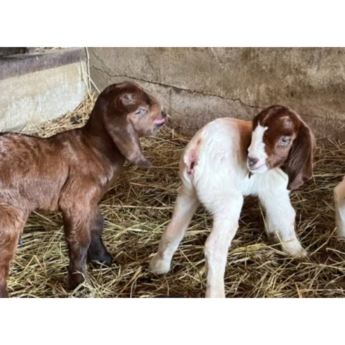 CABRAS BOER Y BOER KALAHARI