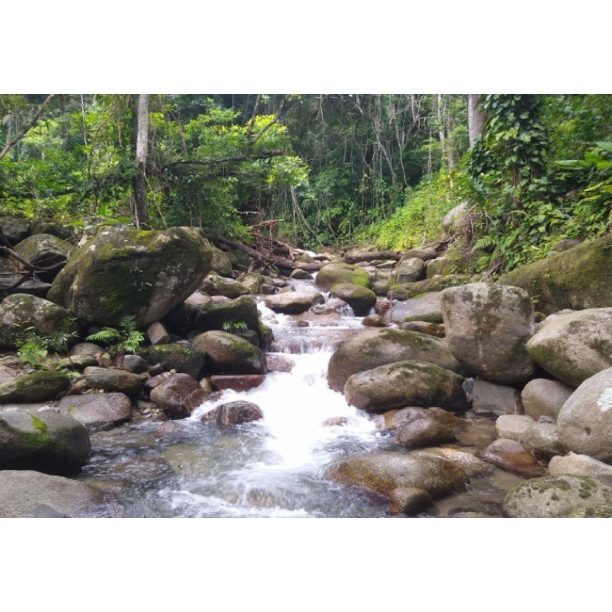 FINCA DE 8.5 HTS CERCA DEL PARQUE TAYRONA