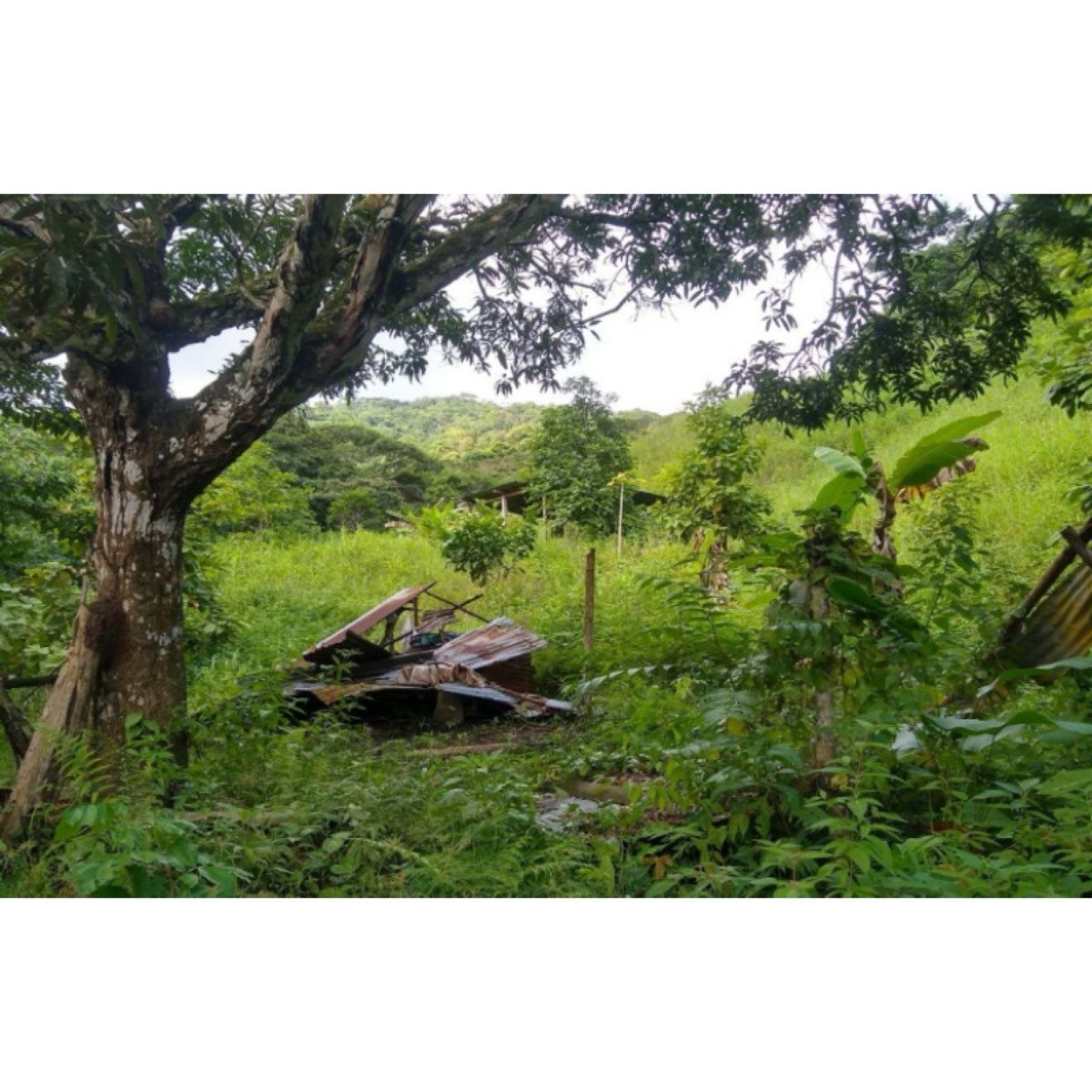 FINCA DE 8.5 HTS CERCA DEL PARQUE TAYRONA