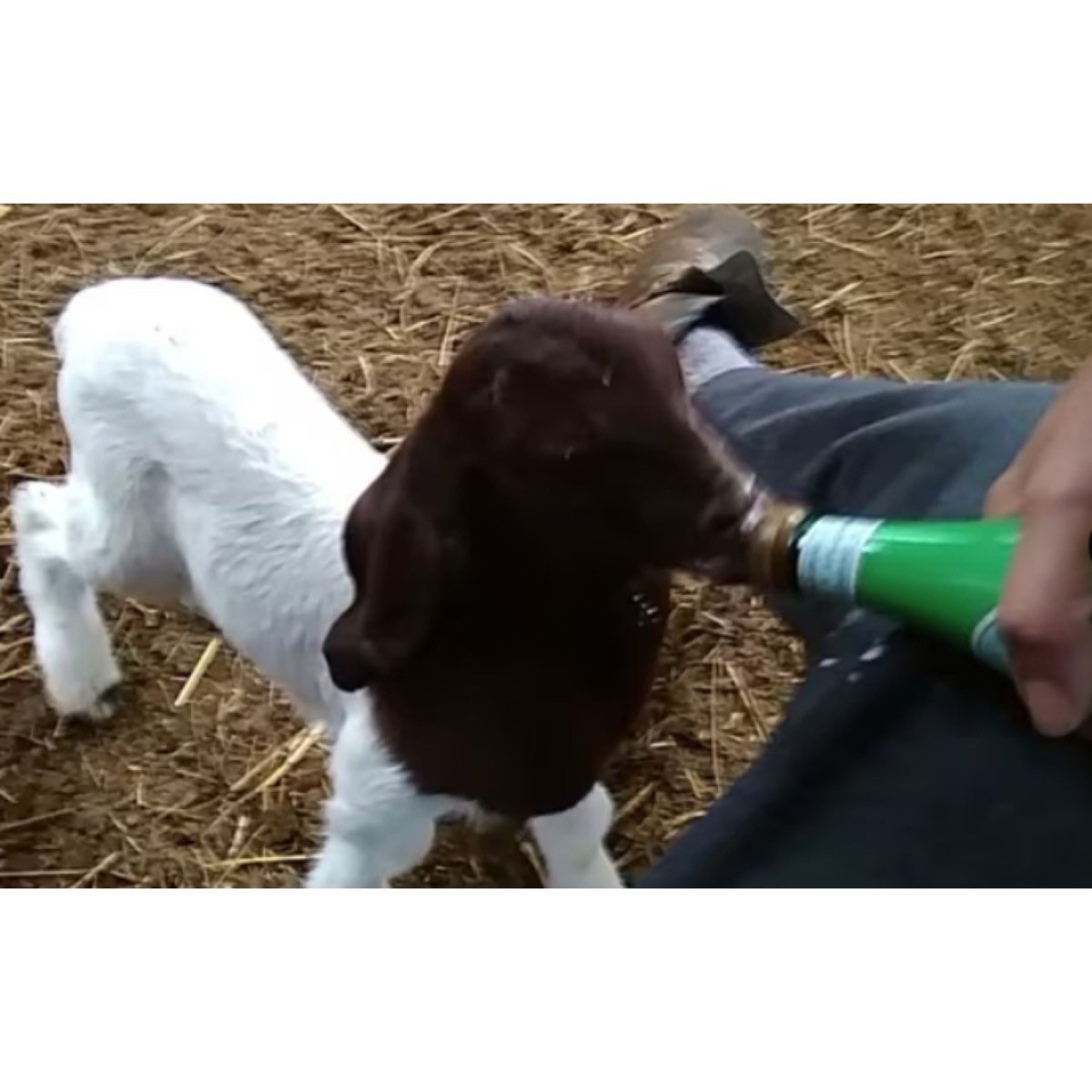 MACHO BOER TRILLIZO A LA VENTA