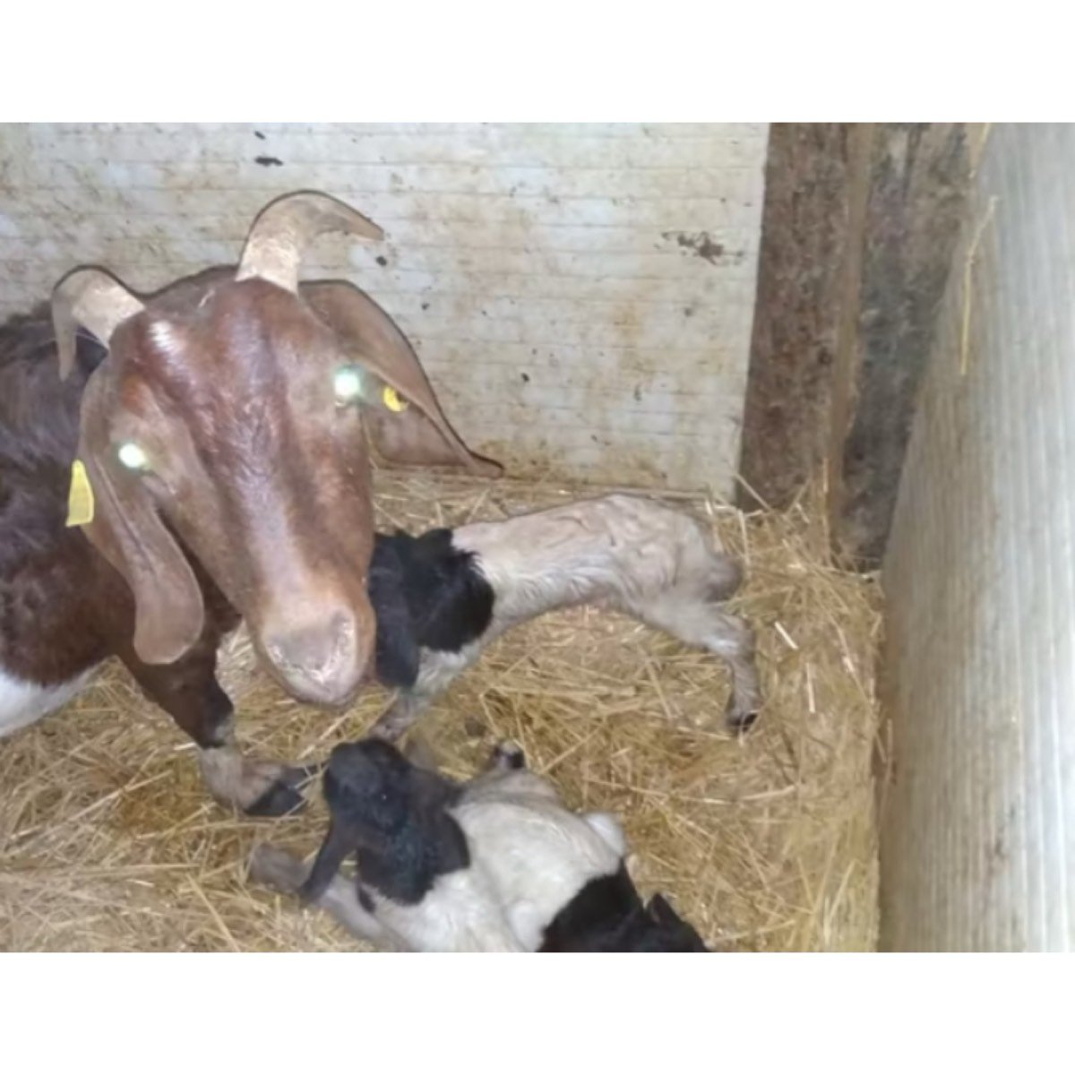 MACHO BOER TRILLIZO A LA VENTA