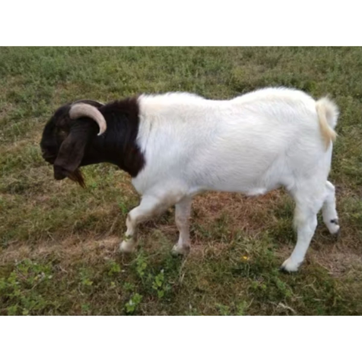 MACHO BOER TRILLIZO A LA VENTA