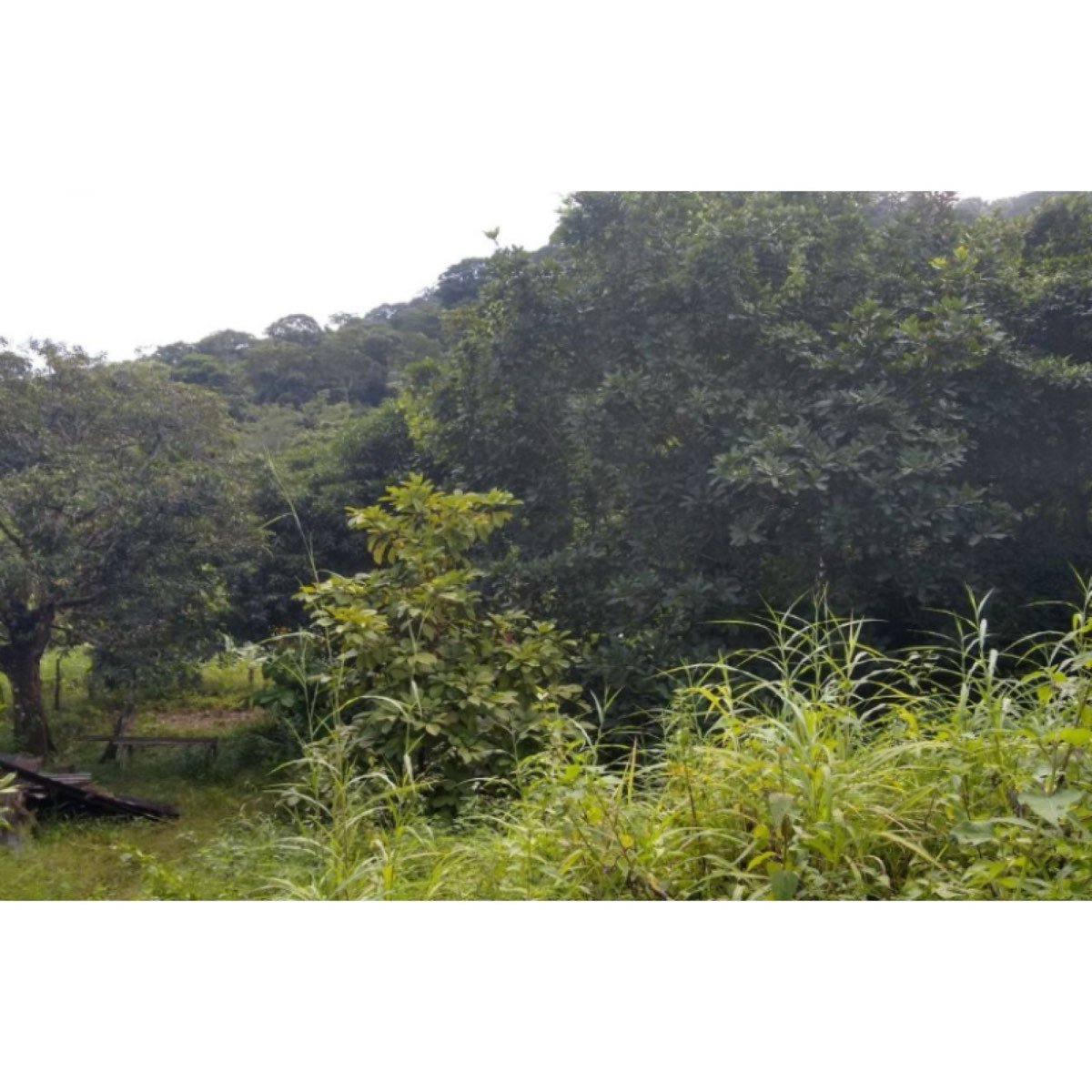 FINCA DE 8.5 HTS CERCA DEL PARQUE TAYRONA