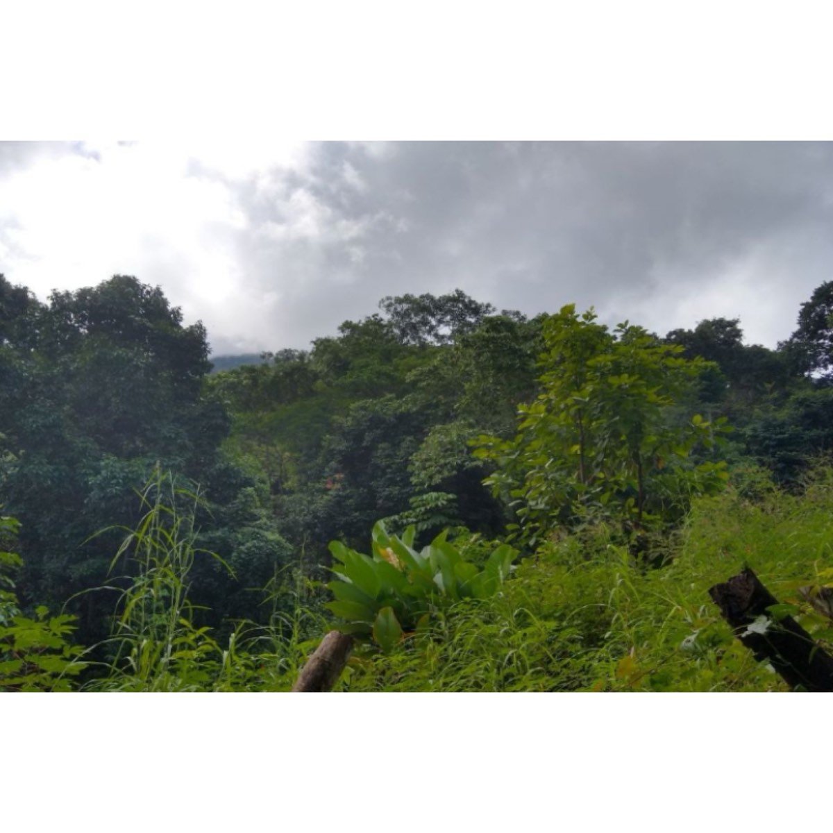 FINCA DE 8.5 HTS CERCA DEL PARQUE TAYRONA