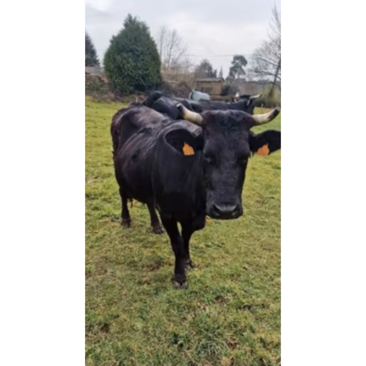 VACA CRUCE