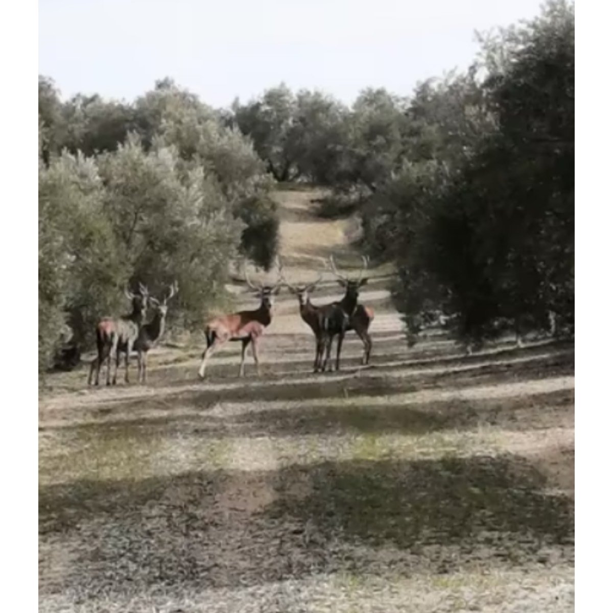 VENTA DE OLIVOS