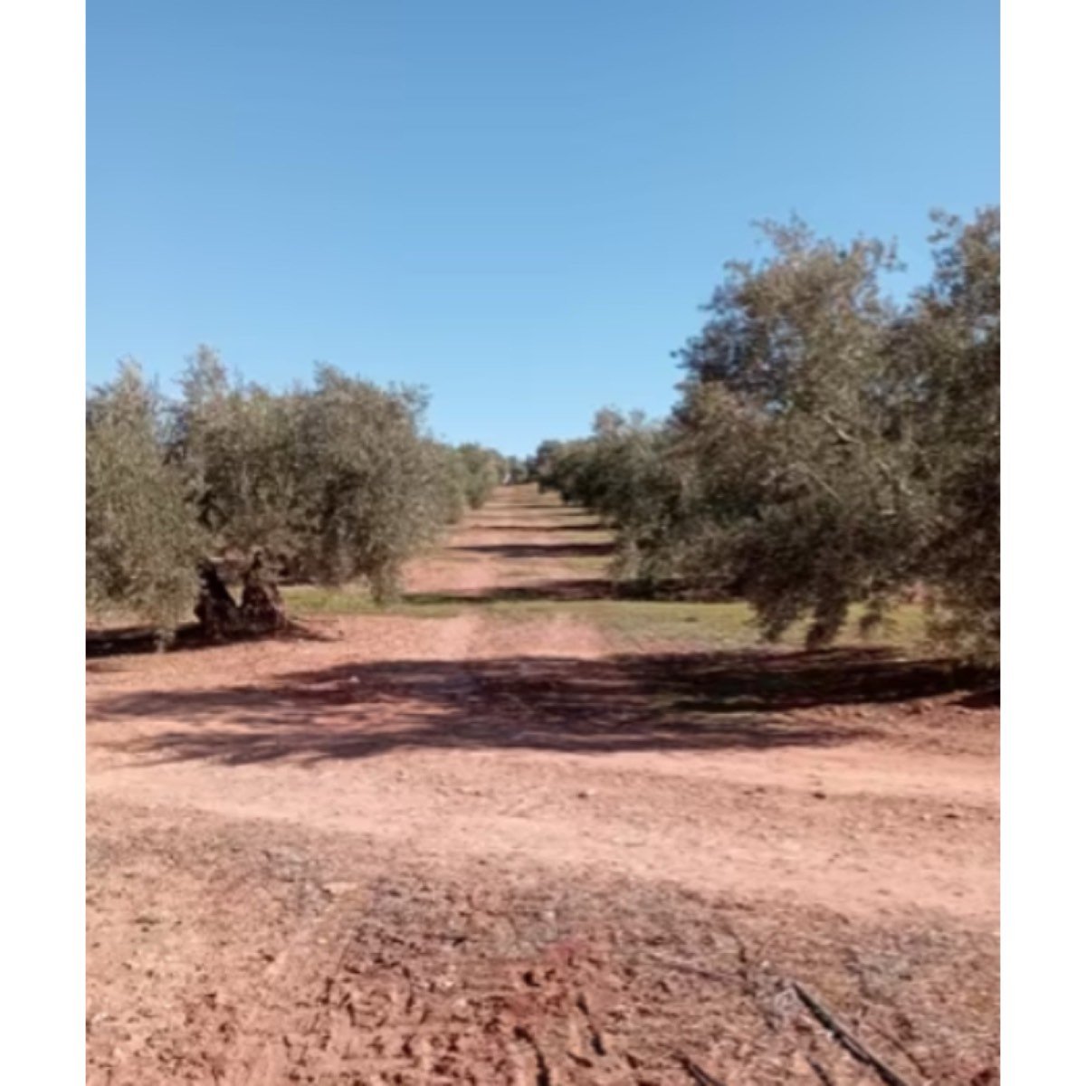 SE VENDE FINCA DE OLIVOS