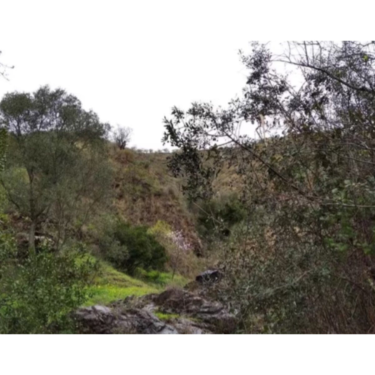 PARCELA EN LOS MONTES DE MÁLAGA