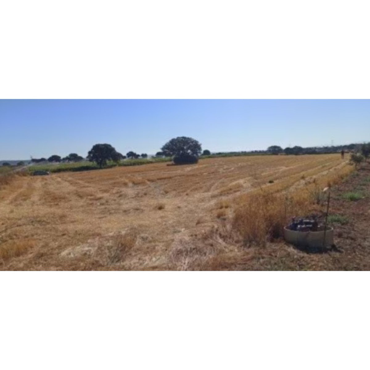 VENTA FINCA RUSTICA EN MALPICA DE TAJO