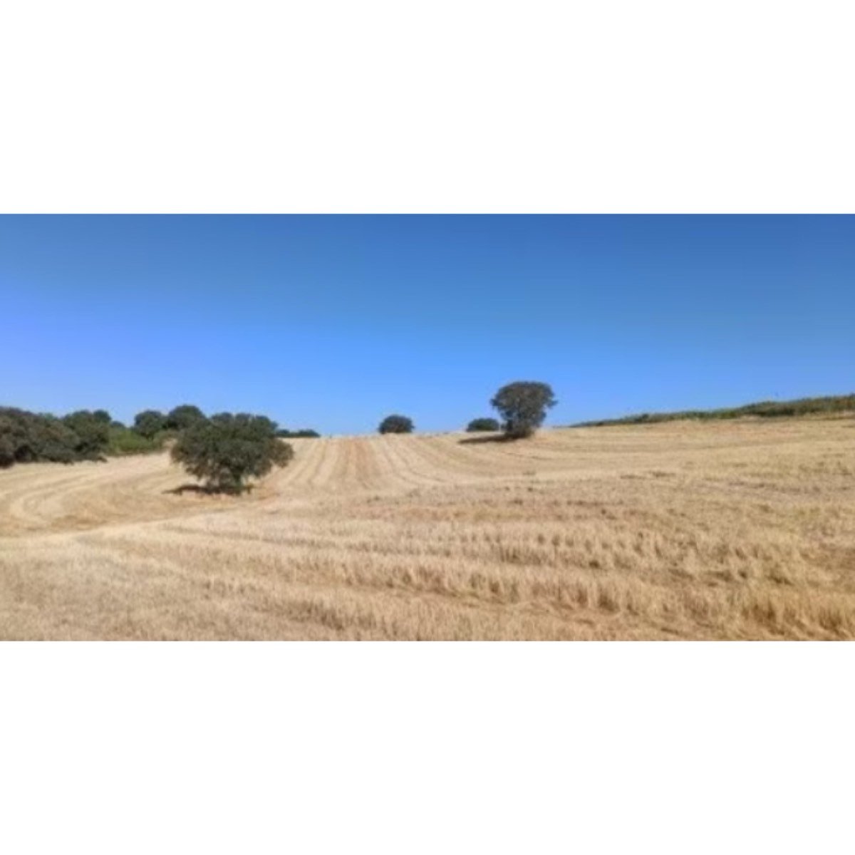 VENTA FINCA RUSTICA EN MALPICA DE TAJO