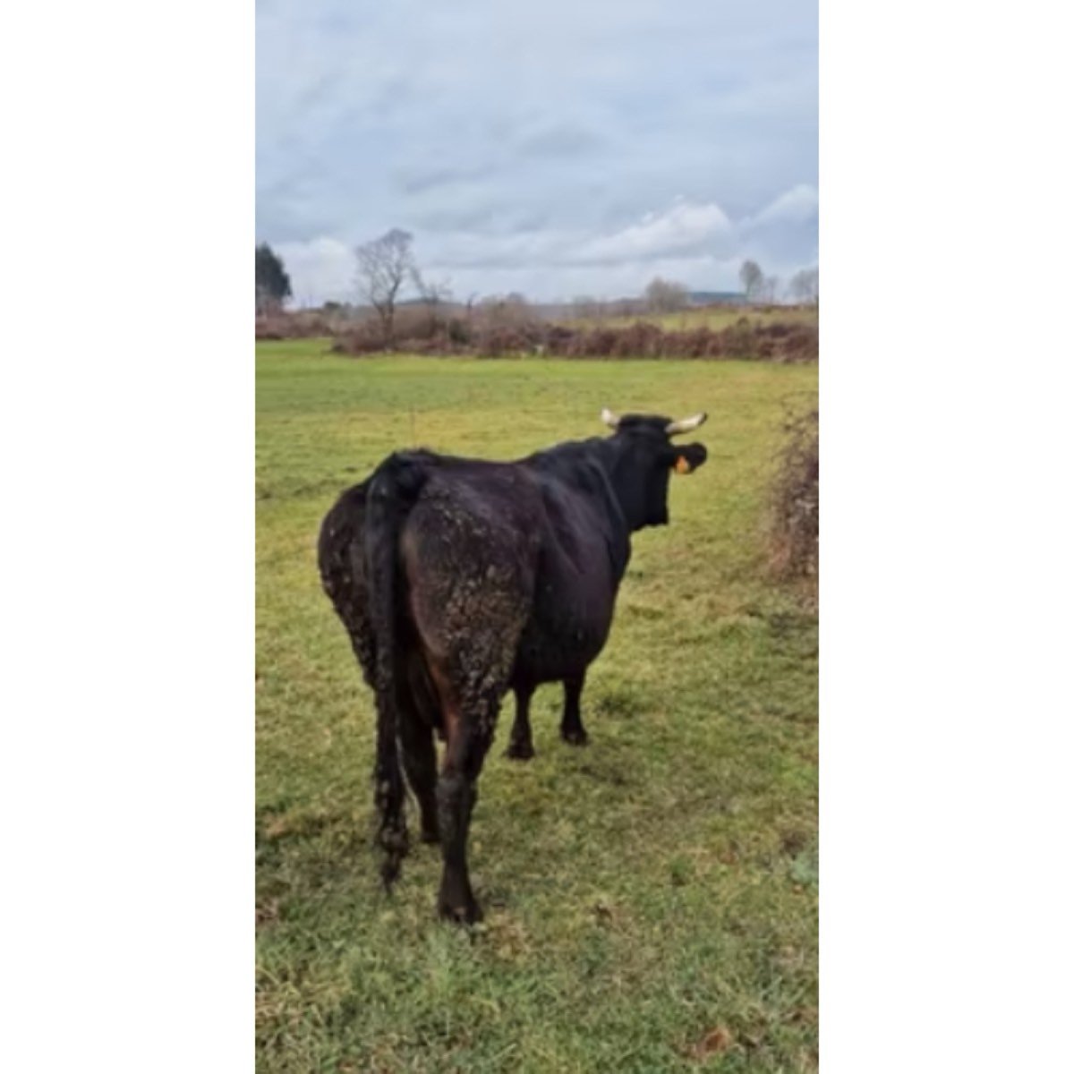 VACA CRUCE