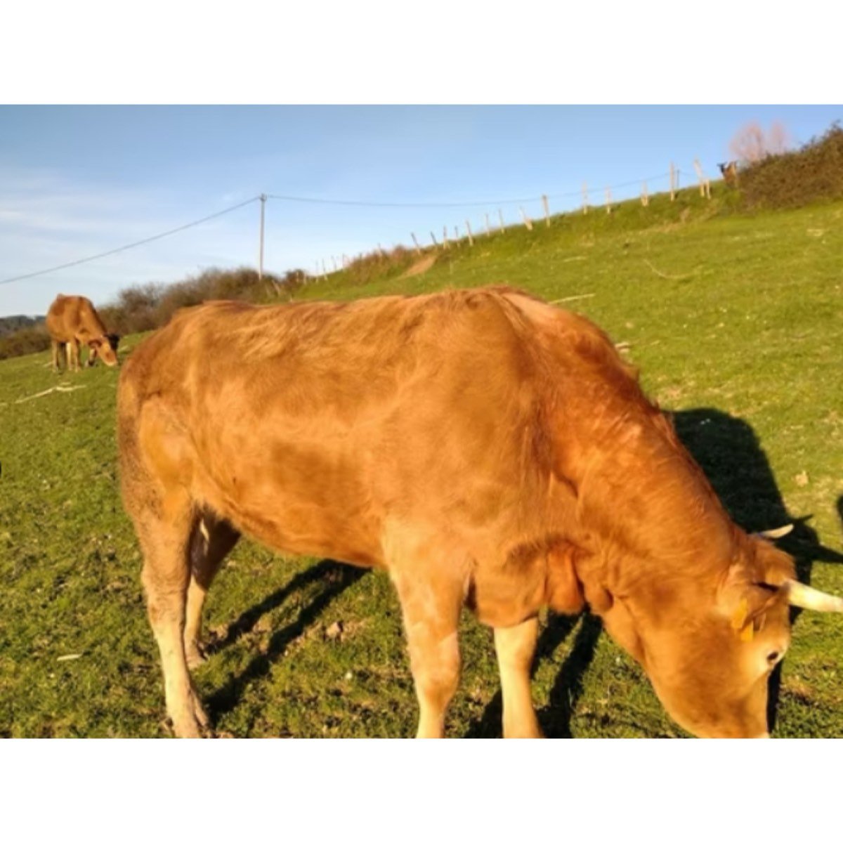 SE VENDEN VACAS