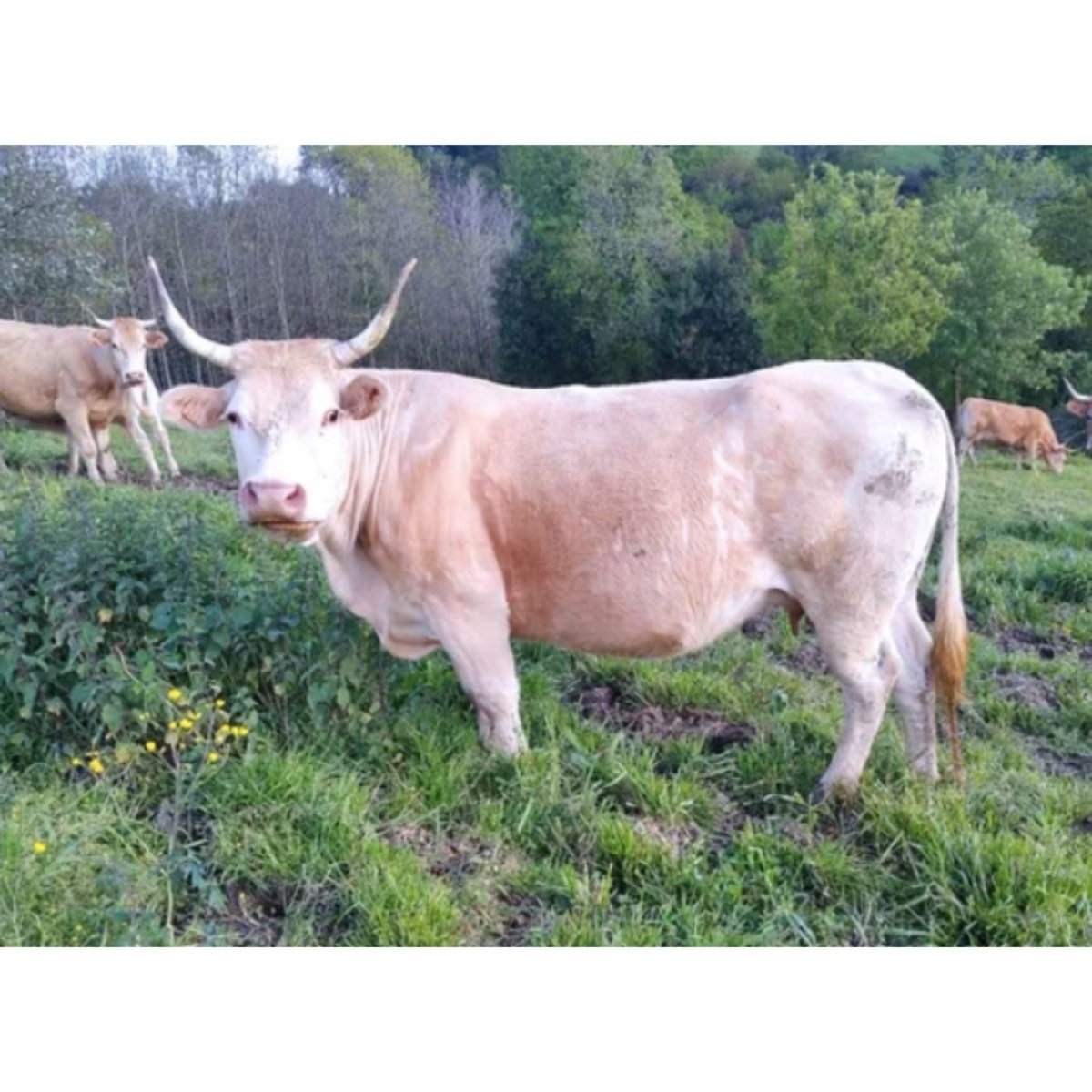 SE VENDEN VACAS