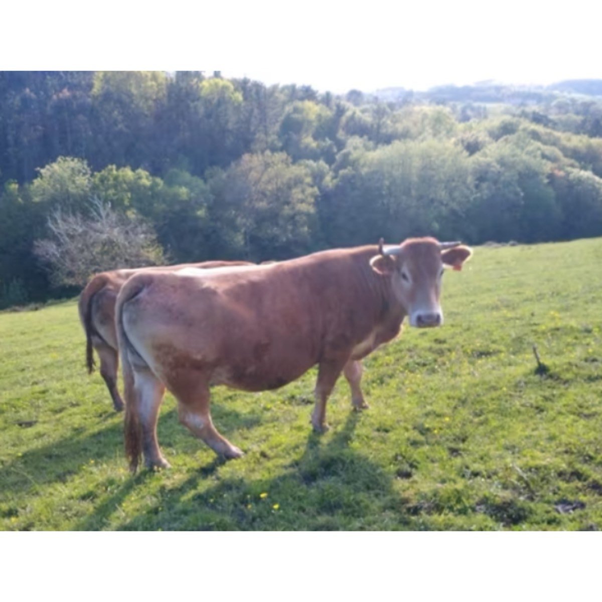 SE VENDEN VACAS