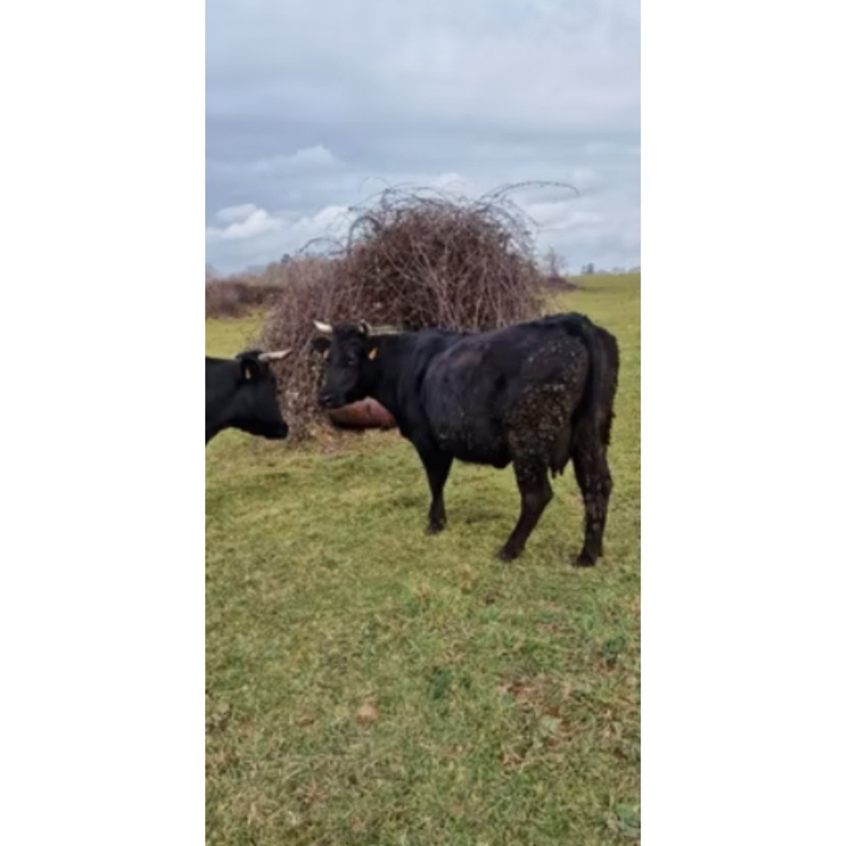 VACA CRUCE